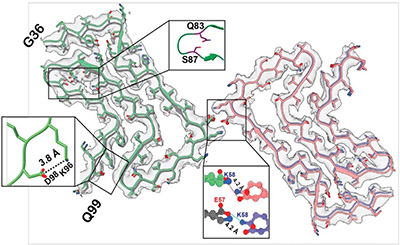 Cryo-EM structure of α-Synuclein Fibrils Harboring the Dementia with Lewy Bodies–Associated E83Q Mutation Cryo-EM structure of α-Synuclein Fibrils Harboring the Dementia with Lewy Bodies–Associated E83Q Mutation