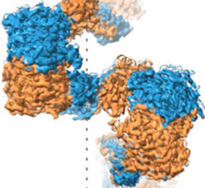 Structural basis for a filamentous morpheein model of human cystathionine beta-synthase Structural basis for a filamentous morpheein model of human cystathionine beta-synthase